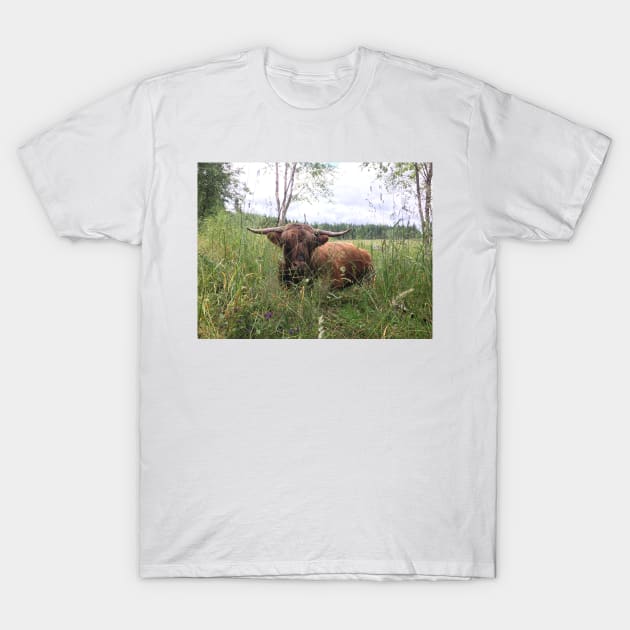 Scottish Highland Cattle Bull 1466 T-Shirt by SaarelaHighland